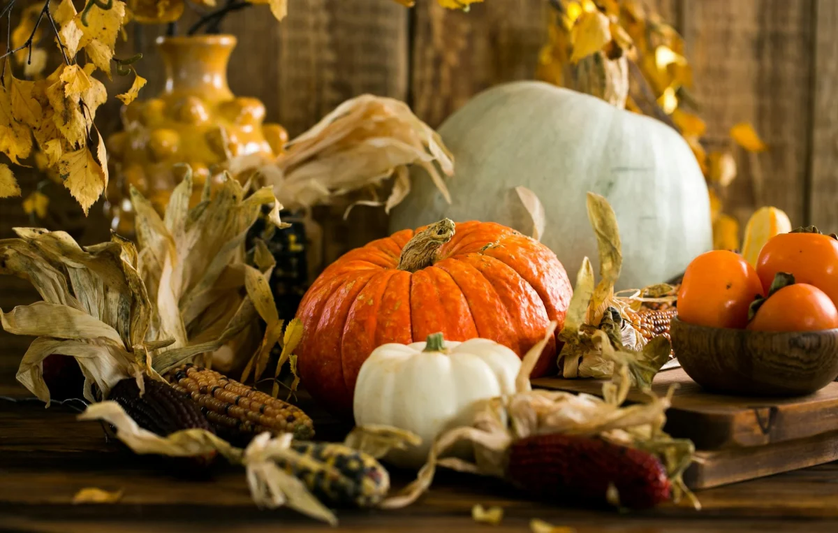 an assortment of pumpkins and corn to celebrate thanksgiving