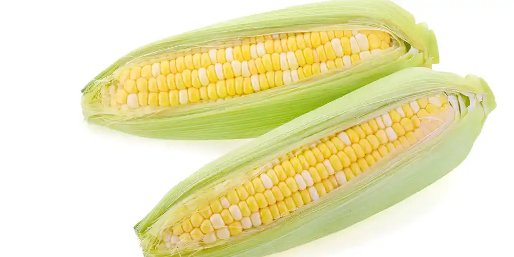 Bi-Color Sweet Corn
